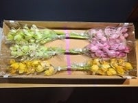 シンビジウム3色ミックス6本入(切り花)送料込み