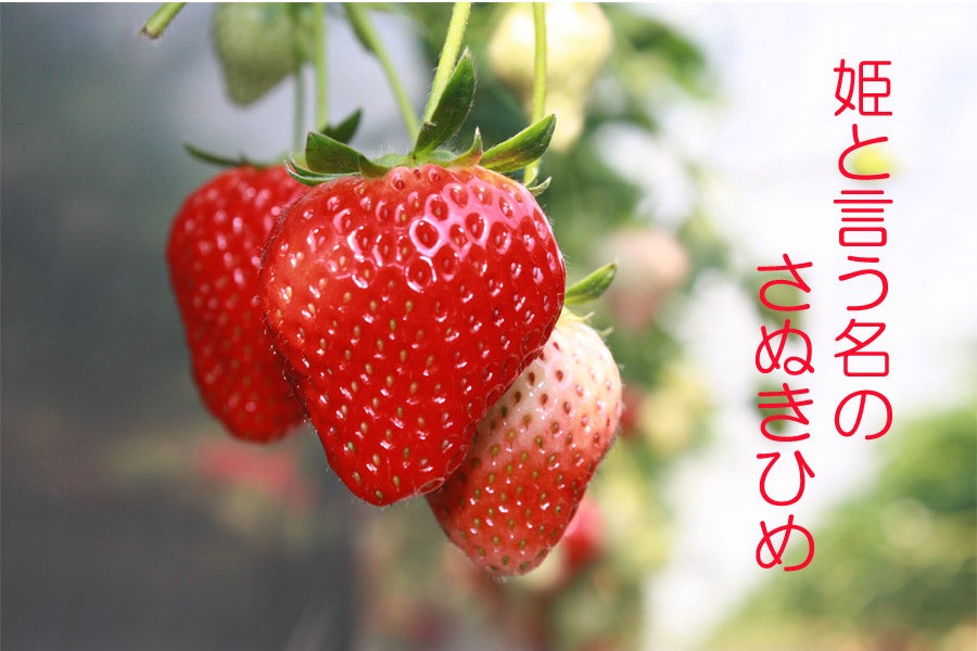 プクッとまぁるいさぬきひめ。果汁たっぷり!