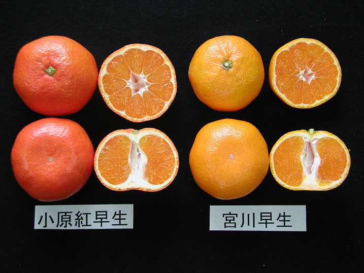 産地直送 通販 お取り寄せ小原紅早生/金時紅 5kg S【お歳暮にも】: さぬき旬彩館|ＪＡタウン