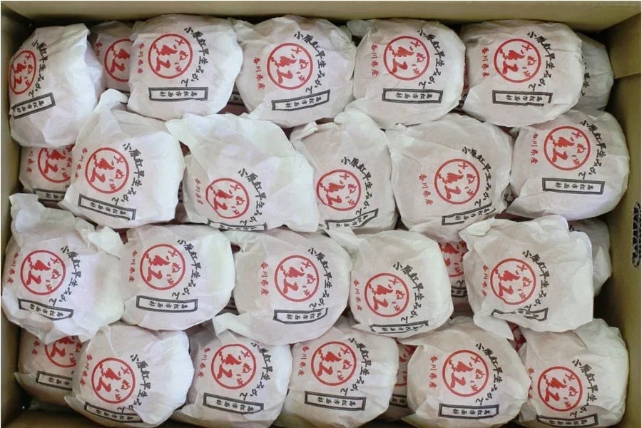 香川県産「越冬小原紅早生(さぬき紅)」約3s/L 1月上中旬から出荷開始