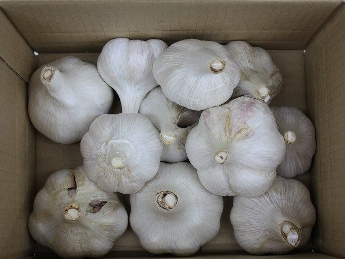 香川県産　生にんにく　4キロ　期間限定 香川県産 生にんにく 4キロ 期間限定 野菜