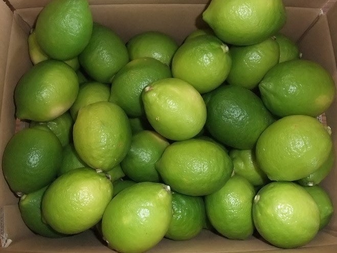 [175]果汁・果肉用　訳あり璃の香　国産グリーンレモン　家庭用約4.5kg