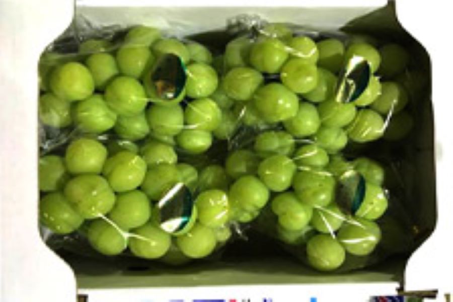 香川県産 瀬戸ジャイアンツ約2kg 【数量限定 50箱】: さぬき旬彩