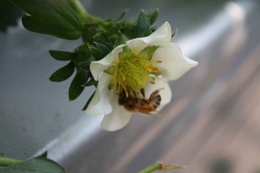 蜂がやさしく受粉してくれます。