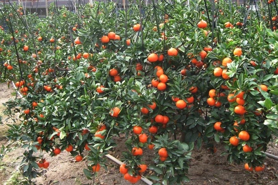 香川県産「越冬小原紅早生(さぬき紅)」約3s/L 1月上中旬から出荷開始