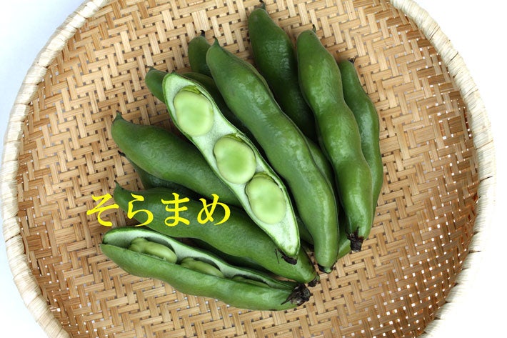 産地直送 通販 お取り寄せ香川県産 ソラ豆 4kg Lまたはm 業務用にも さぬき旬彩館 ｊａタウン