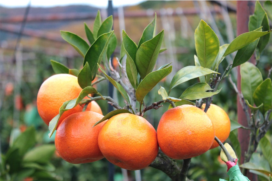 小原紅早生/金時紅 L又はM 約2.5s【お歳暮】