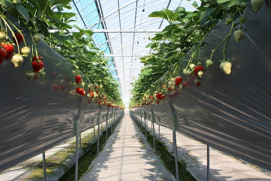 らくちん栽培という工夫。立って収穫できます。