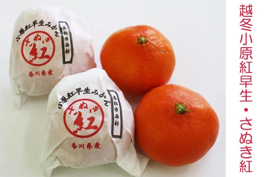 香川県産「越冬小原紅早生(さぬき紅)」約3s/L 1月上中旬から出荷開始