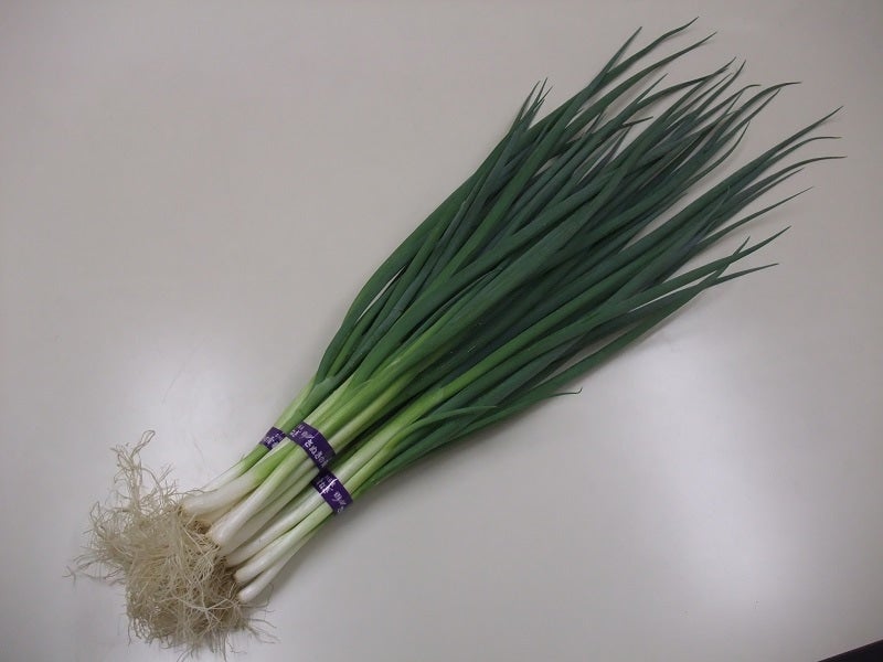 産地直送 通販 お取り寄せさぬき青ねぎ 5kg M 【業務用にも】: さぬき旬彩館|ＪＡタウン