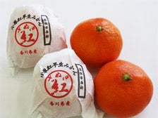 香川県産「越冬小原紅早生(さぬき紅)」約3s/S 1月中旬から出荷開始