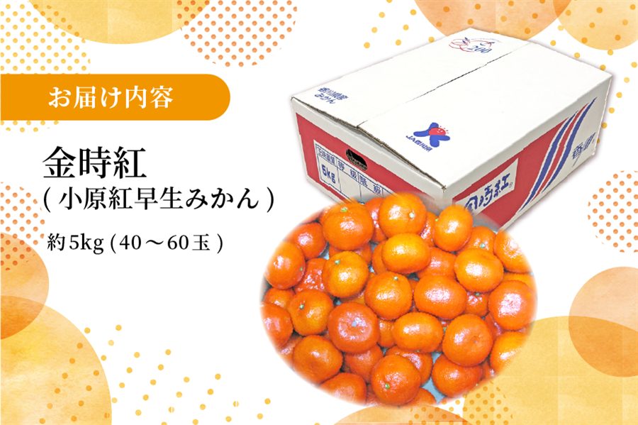 【お歳暮】金時紅(小原紅早生みかん)約5s