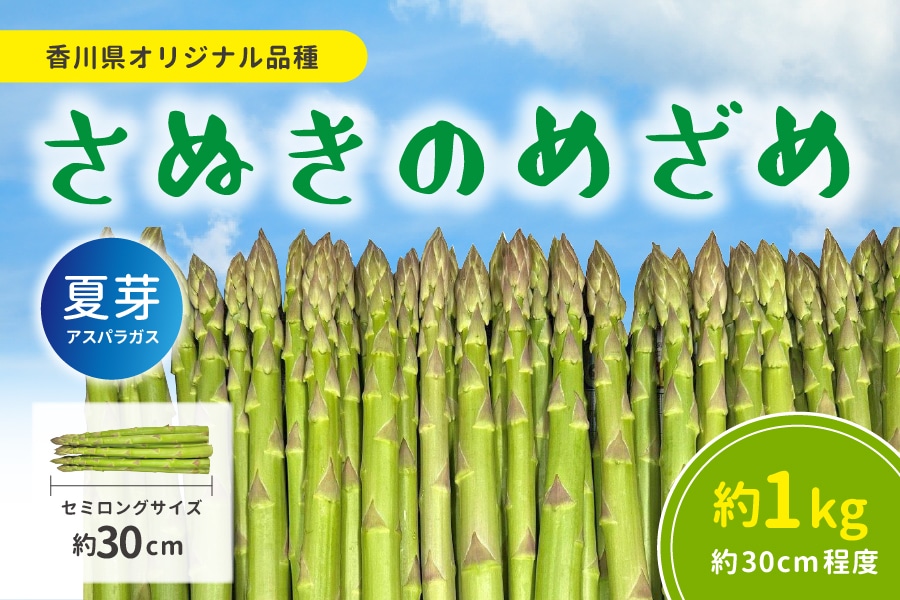 アスパラ・セミロング『さぬきのめざめ（夏芽）』約1㎏: JAギフト