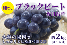 쌧Y@嗱Ԃǂ@iubNr[gE2sj