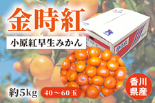 【お歳暮】金時紅(小原紅早生みかん)約5s