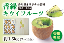 【お歳暮】香川県産キウイ(香緑)約1.5s 化粧箱入り