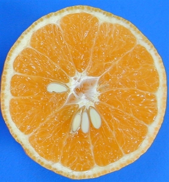 ひめのつき」ご家庭用 約2kg(良以上S～2L混合）☆愛媛オリジナル