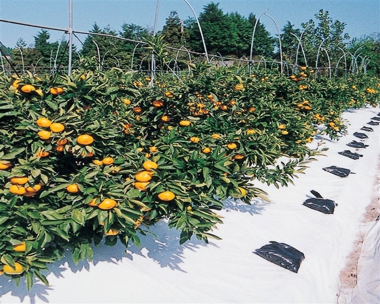 ORS50W】②特選温州みかん「サンエース」約5kg（約2．5kg×2