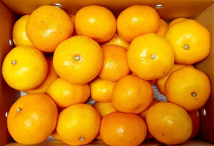 愛媛県産「はつひめ」 約3.5 (2L~M) ☆JA全農えひめ 愛媛県産「はつひめ」 約3.5 (2L~M) ☆JA全農えひめ