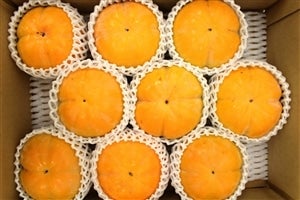 新品種】 太天柿 約4kg: JA全農えひめ直販ショップ|【JAタウン