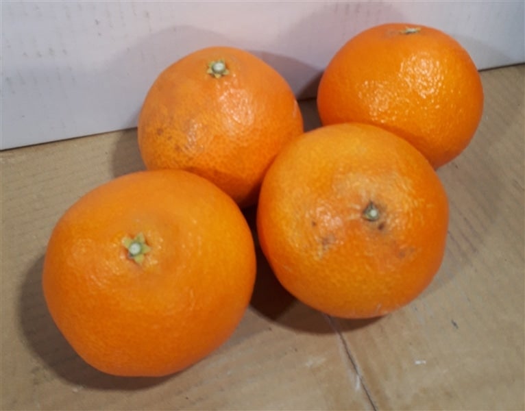 紅まどんな 約5kg ＊お買い得＊（M～4L）JAえひめ中央産