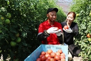 JA愛媛たいき『エコラブトマト』: JA全農えひめ直販ショップ|【JA