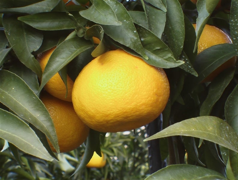 ひめのつき」ご家庭用 約2kg(良以上S～2L混合）☆愛媛オリジナル