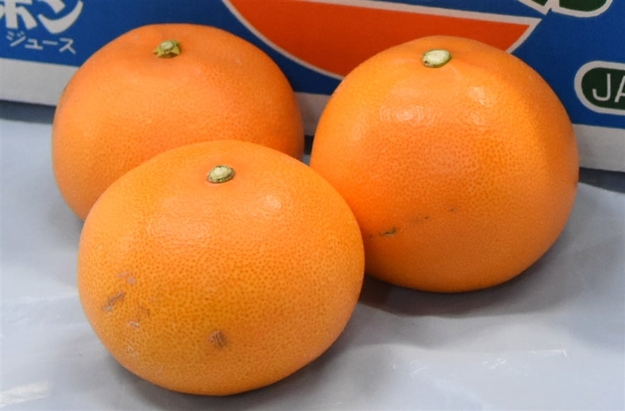 せとか」約5kg(お得用・良L~4L)JAにしうわ 【発送期間 せとか」約5kg(お得用・良L~4L)JAにしうわ 【発送期間
