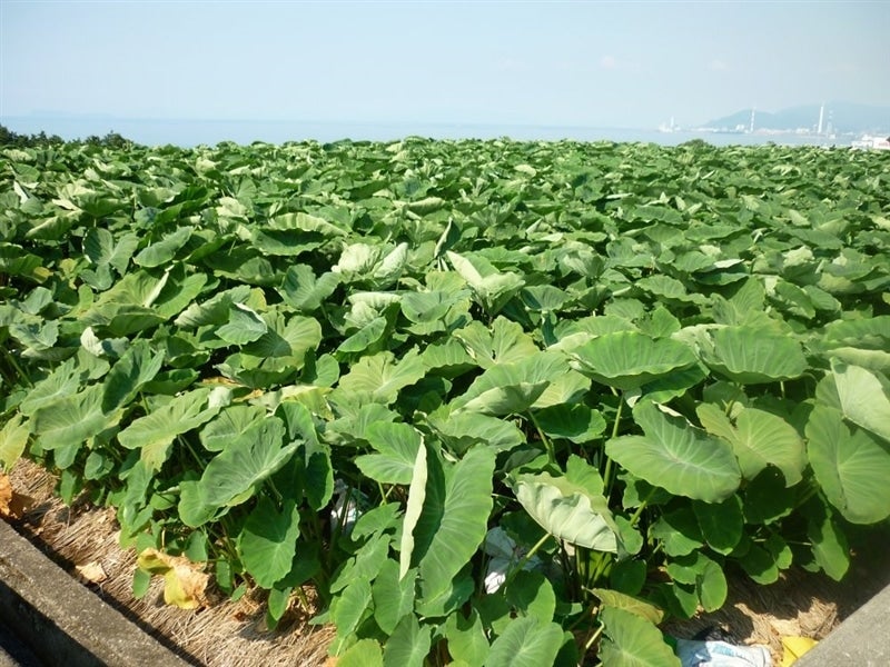 愛媛県産里芋「伊予美人」約１０ｋｇ（ＭまたはＬサイズ）: ＪＡ全農えひめ直販ショップ|【ＪＡタウン】産地直送 通販 お取り寄せ