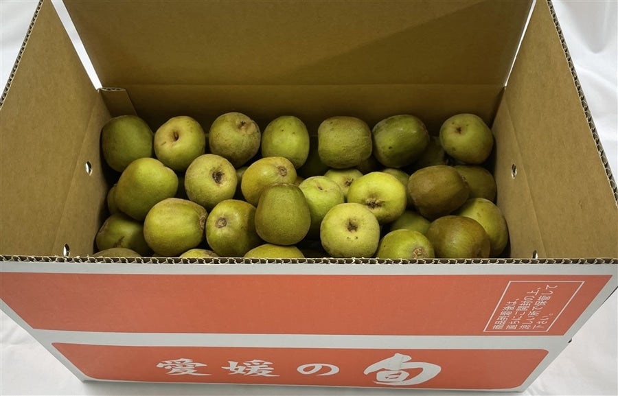 愛媛県産 キウイフルーツ 4キロ