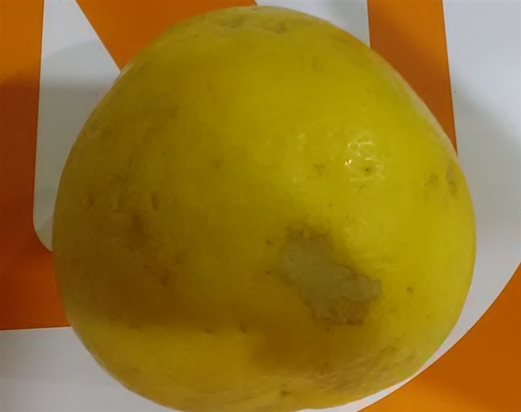 河内晩柑」約8kg（L～3Lサイズ） ＊愛媛県産 ＊7月2日以降発送
