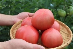 JA愛媛たいき『エコラブトマト』: JA全農えひめ直販ショップ|【JA