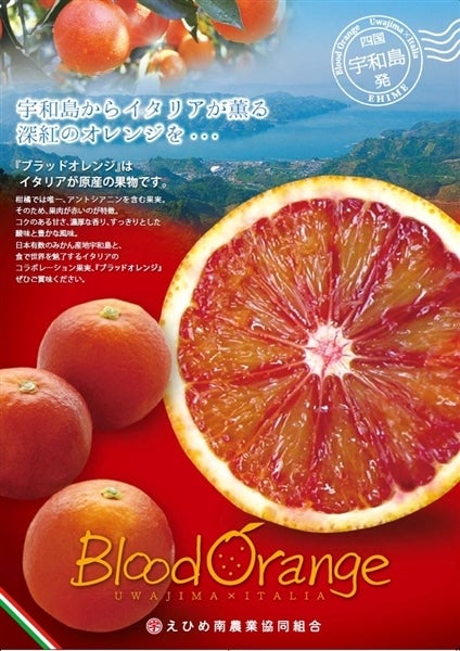 産地直送 通販 お取り寄せタロッコ ブラッドオレンジ 贈答用 ｌ24玉または２ｌ玉 ｊａえひめ南産 4月3日頃から発送 ｊａ 全農えひめ直販ショップ ｊａタウン