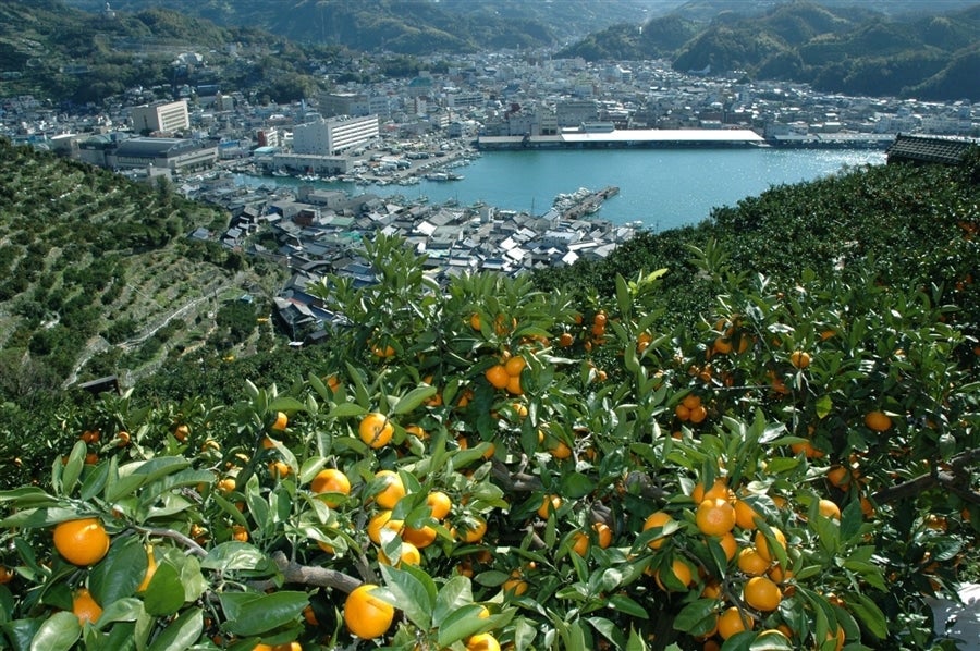 産地直送 通販 お取り寄せ日の丸みかん 約５ｋｇ（良Ｓ～Ｌサイズ） ＪＡにしうわ日の丸共選＊11月15日頃から発送開始予定: ＪＡ 全農えひめ直販ショップ|ＪＡタウン