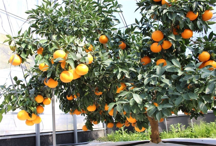 産地直送 通販 お取り寄せ【お歳暮・KB-1】紅まどんな 化粧箱 (秀L15玉~4L8玉) JAおちいまばり【発送期間限定】12月1日~7日の間に発送予定: JA全農えひめ直販ショップ|JAタウン 産地直送 通販 お取り寄せ【お歳暮・KB-1】紅まどんな 化粧箱 (秀L15玉~4L8玉) JAおちいまばり【発送期間限定】12月1日~7日の間に発送予定: JA全農えひめ直販ショップ|JAタウン