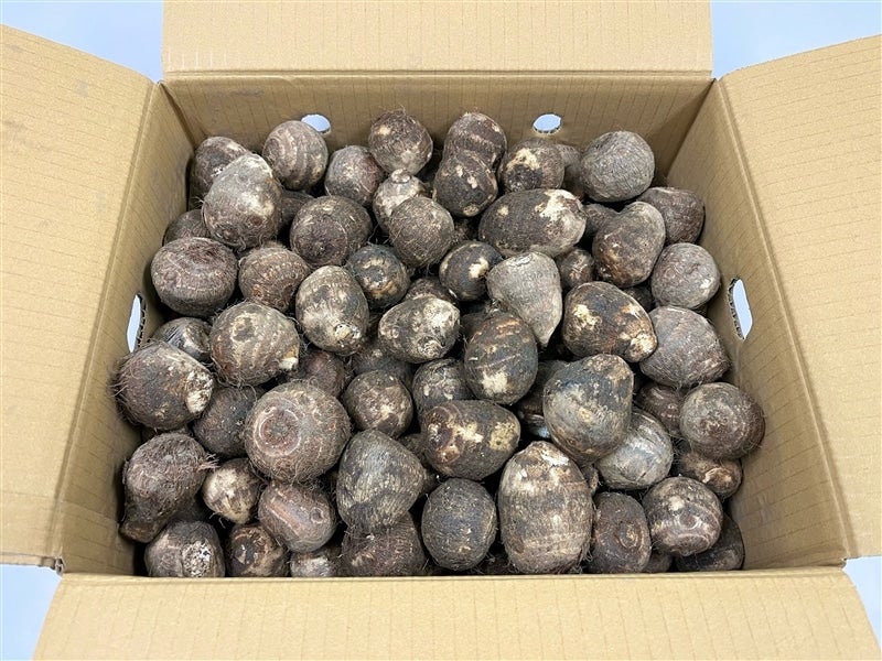 愛媛県産里芋「伊予美人」約１０ｋｇ（ＭまたはＬサイズ）: ＪＡ全農えひめ直販ショップ|【ＪＡタウン】産地直送 通販 お取り寄せ