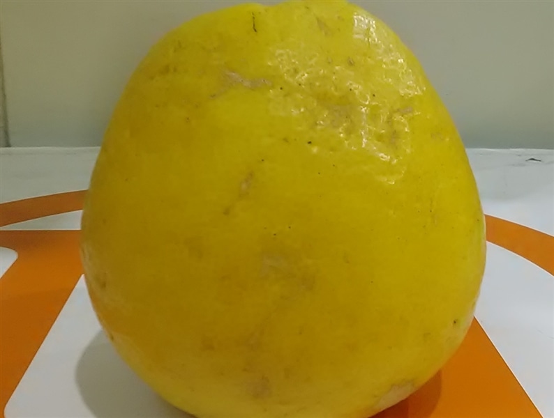 河内晩柑」約8kg（L～3Lサイズ） ＊愛媛県産 ＊7月2日以降発送