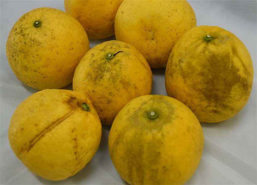ご家庭用「河内晩柑」わけあり約8kg（M～4Lサイズ混合） 愛媛県
