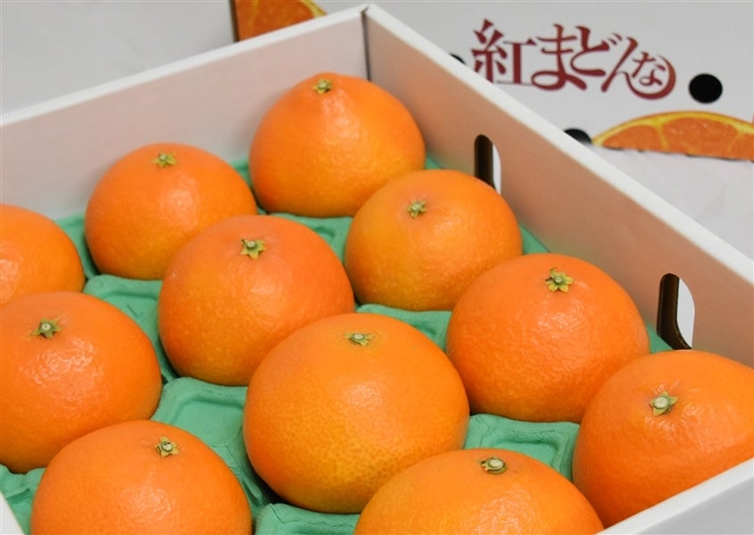 産地直送 通販 お取り寄せ紅まどんな（Ｌ１５玉～４L８玉化粧箱・ご贈答用にも最適）ＪＡえひめ中央【発送期間限定】12月7日～12月20日の間に発送予定＊のし対応不可＊:  ＪＡ全農えひめ直販ショップ|ＪＡタウン