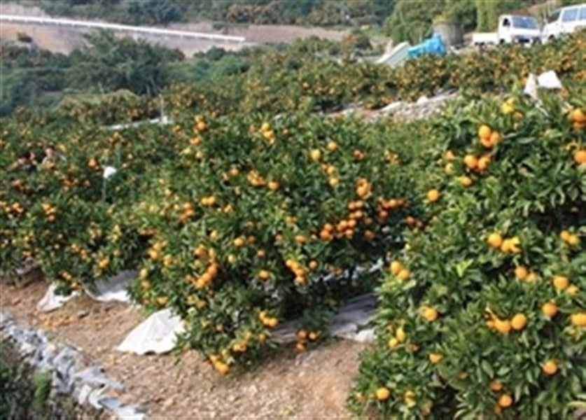 産地直送 通販 お取り寄せ【お歳暮】「ひなの里」約５ｋｇ（特秀Ｓ～Ｌ） ☆ＪＡにしうわ真穴共選特秀品☆【発送期間限定】12月1日～12月10日の間に 発送予定: ＪＡ全農えひめ直販ショップ|ＪＡタウン
