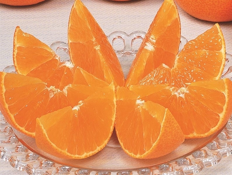 CP紐づけなし*紅まどんな 約5kg (お得用 M~4L) JA CP紐づけなし*紅まどんな 約5kg (お得用 M~4L) JA