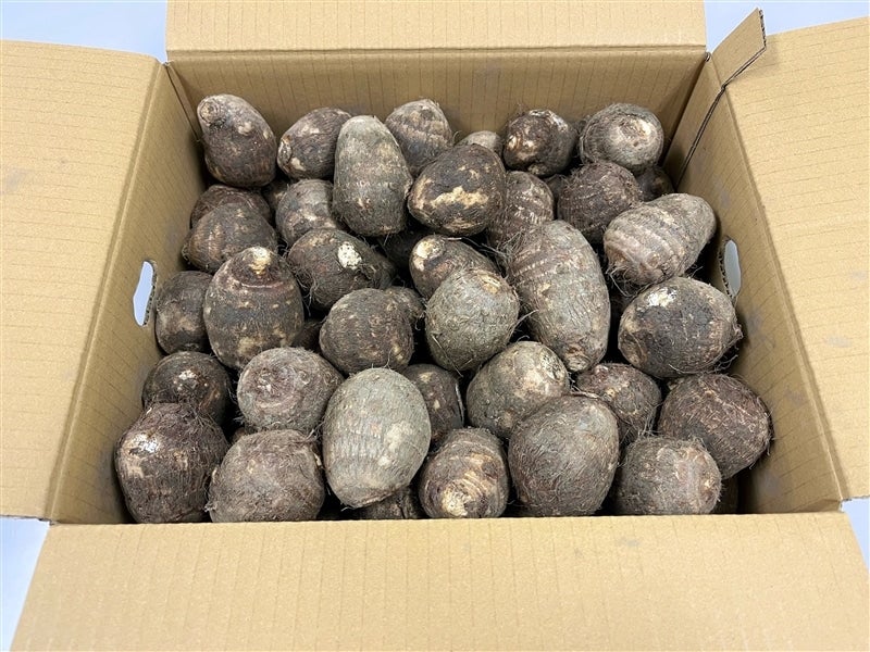 愛媛県産里芋「伊予美人」約１０ｋｇ（ＭまたはＬサイズ）: ＪＡ全農えひめ直販ショップ|【ＪＡタウン】産地直送 通販 お取り寄せ