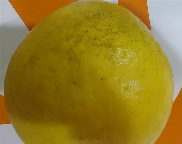 河内晩柑」約8kg（L～3Lサイズ） ＊愛媛県産 ＊7月2日以降発送