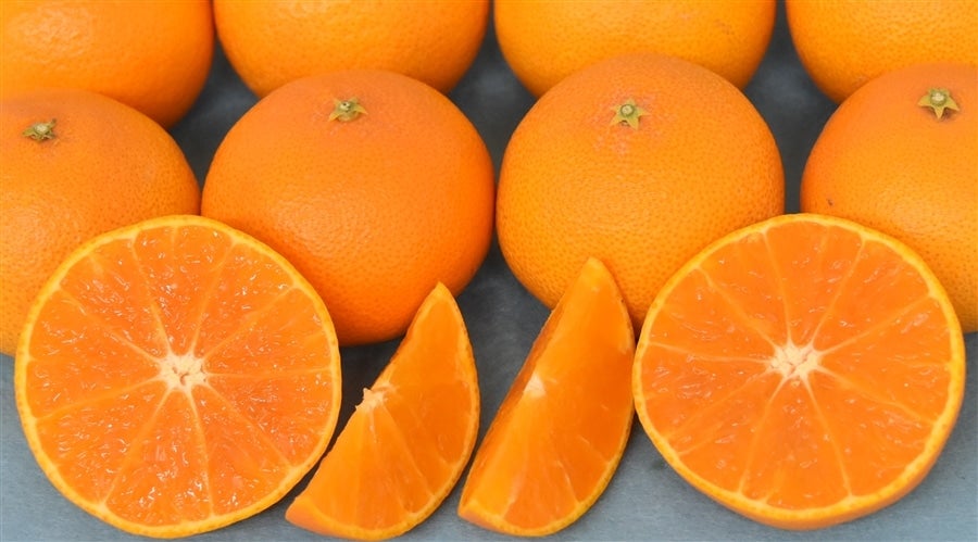 はるあいか」（愛媛果試第48号）約5kg（M～3L）JAえひめ中央