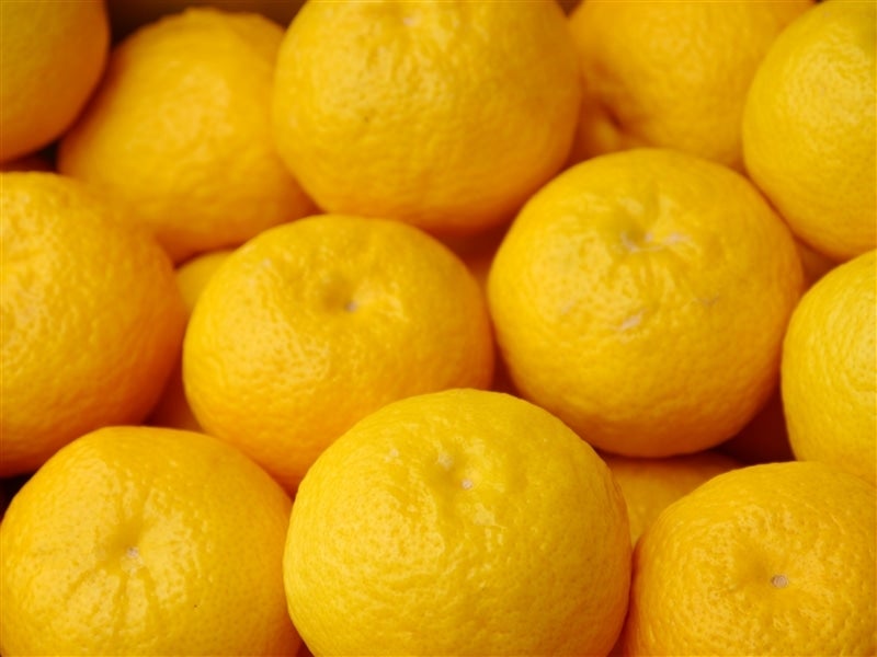 媛小春5キロ （箱込み）×２箱　秀品〜家庭用　大玉 ご家庭用「媛小春」約5kg（大小混合）今治市産 【発送期間