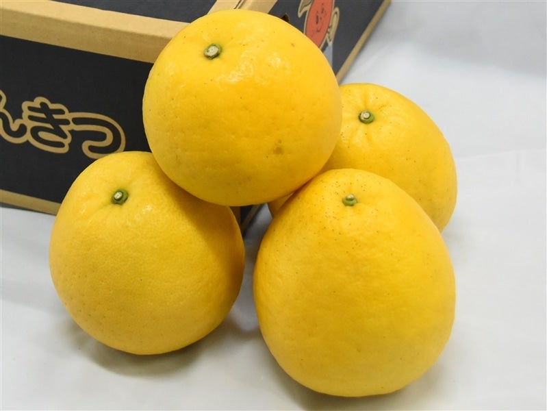 産地直送 通販 お取り寄せ*ご贈答用*「河内晩柑」約3kg(L~4L) 愛媛県産: JA全農えひめ直販ショップ|JAタウン 産地直送 通販 お取り寄せ*ご贈答用*「河内晩柑」約3kg(L~4L) 愛媛県産: JA全農えひめ直販ショップ|JAタウン