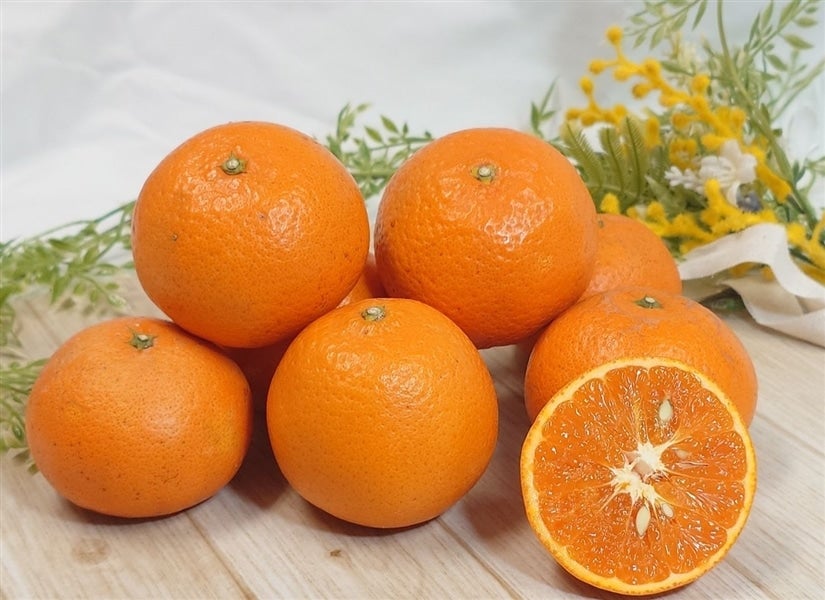 ☆希少柑橘☆「津之望（つののぞみ）」ご家庭用約3．5kg（2S