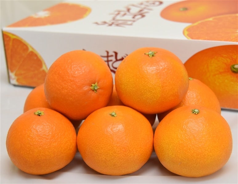 産地直送 通販 お取り寄せ紅まどんな（Ｌ１５玉～４L８玉化粧箱・ご贈答用にも最適）ＪＡえひめ中央【発送期間限定】12月7日～12月20日の間 に発送予定＊のし対応不可＊: ＪＡ全農えひめ直販ショップ|ＪＡタウン