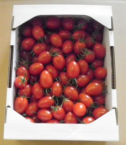ミニトマト アイコ 約1kg 周ちゃん広場: JA全農えひめ直販