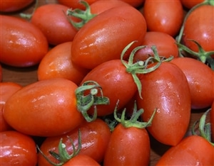 ミニトマトアイコ 約1.4kg: JA全農えひめ直販ショップ|【JAタウン